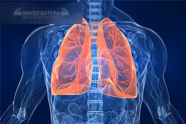 Как правильно дышать - животом или грудью
