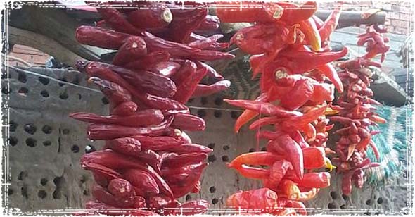 Sun-dried Chili peppers 