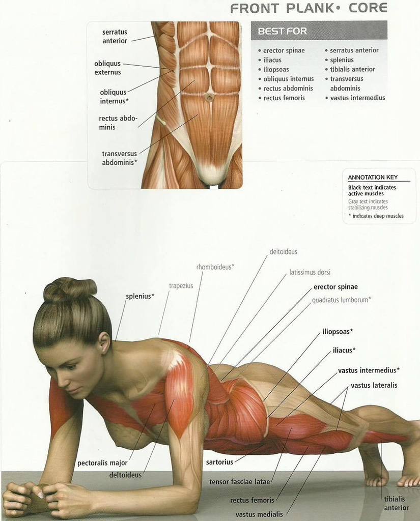 Планка мышцы. Мышцы которые задействованы в планке. Планка упражнение мышцы. Планка группы мышц.