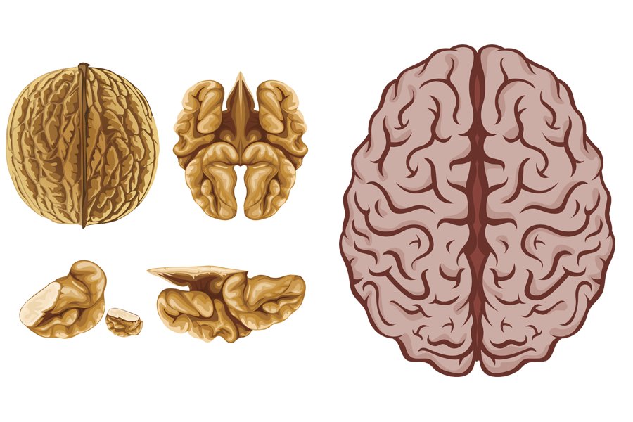 Орех похожий на мозг. Грецкий орех и мозг. Орехи для мозга. Грецкий орех похож на мозг. Грецкий орех и мозги.