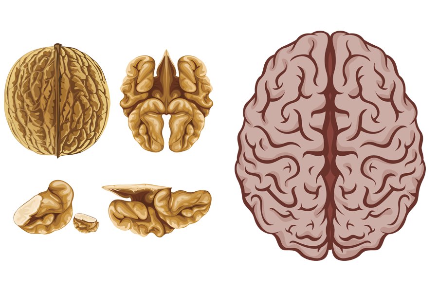 Форма мозга. Грецкий орех мозг. Орех мозг. Мозги и грецкий орех. Грецкий орех похож на мозг.