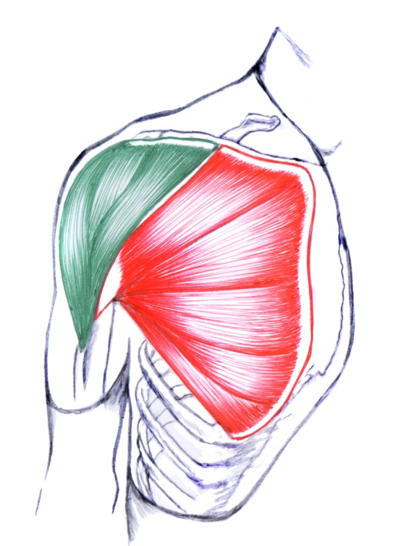 Большая грудная мышца. Малая грудная мышца. Прикрепление большой грудной мышцы. Пекторальные мышцы.