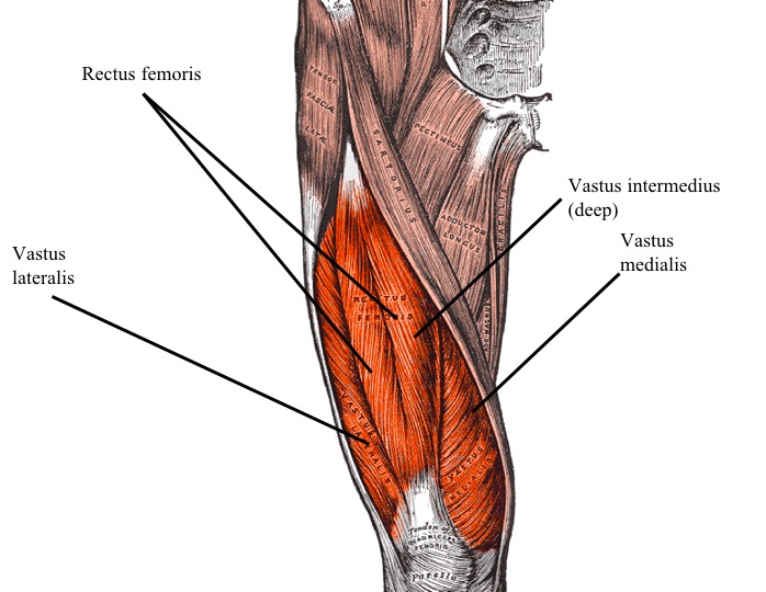 Четырехглавая мышца. Quadriceps femoris. Vastus intermedius мышца. Quadriceps femoris мышца. Четырехглавая мышца бедра (m. quadriceps femoris).