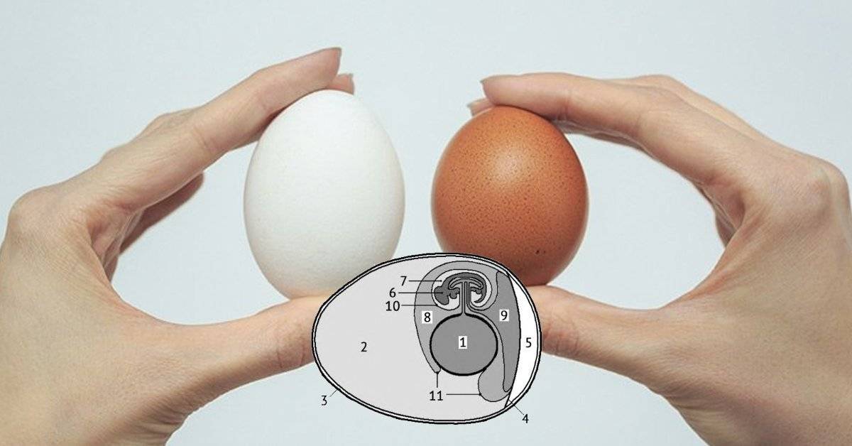 Как правильно выбирать яйца