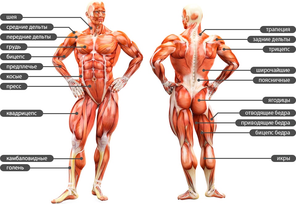 Анатомия мускулатуры тела человека