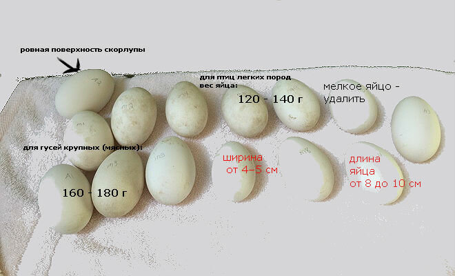 Яйца во сколько месяцев