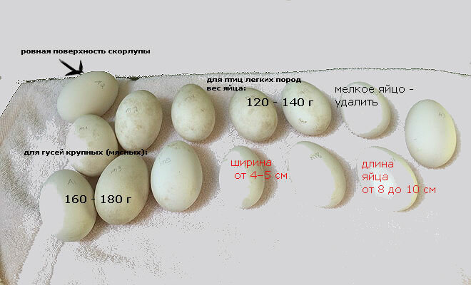 Сколько несет яиц в день