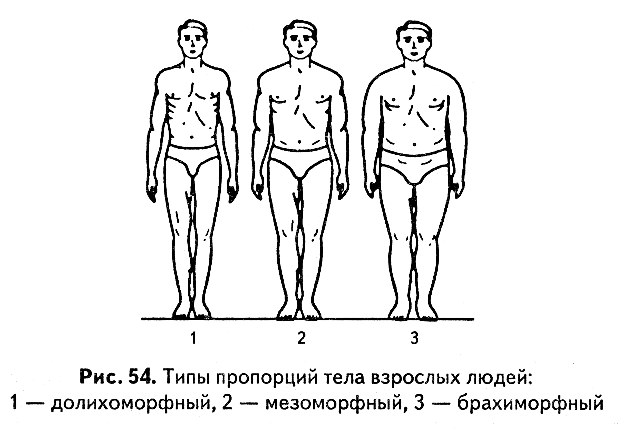 3 типа организма. Долихоморфный мезоморфный и брахиморфный. Долихоморфный Тип телосложения. Брахиморфный Тип телосложения. Типы телосложения человека брахиморфный.