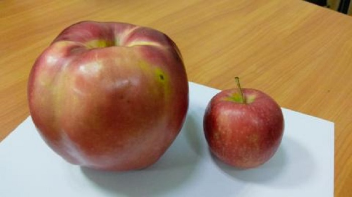 Яблоня джумбо помм описание. Среднее яблоко. Вес яблока. 50 Грамм яблока. Вес маленького яблока.