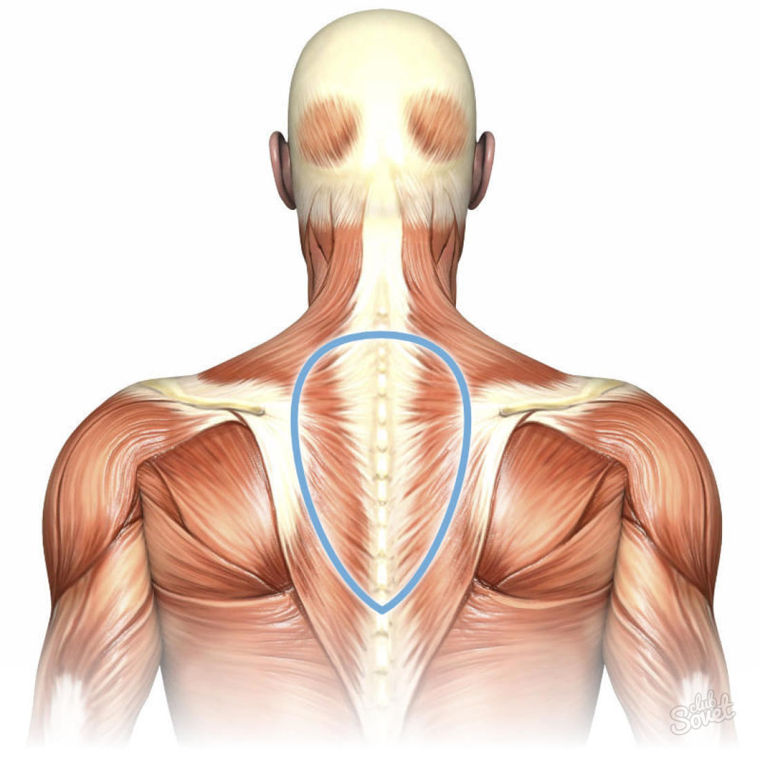 Мышцы шейно-воротниковой зоны сзади