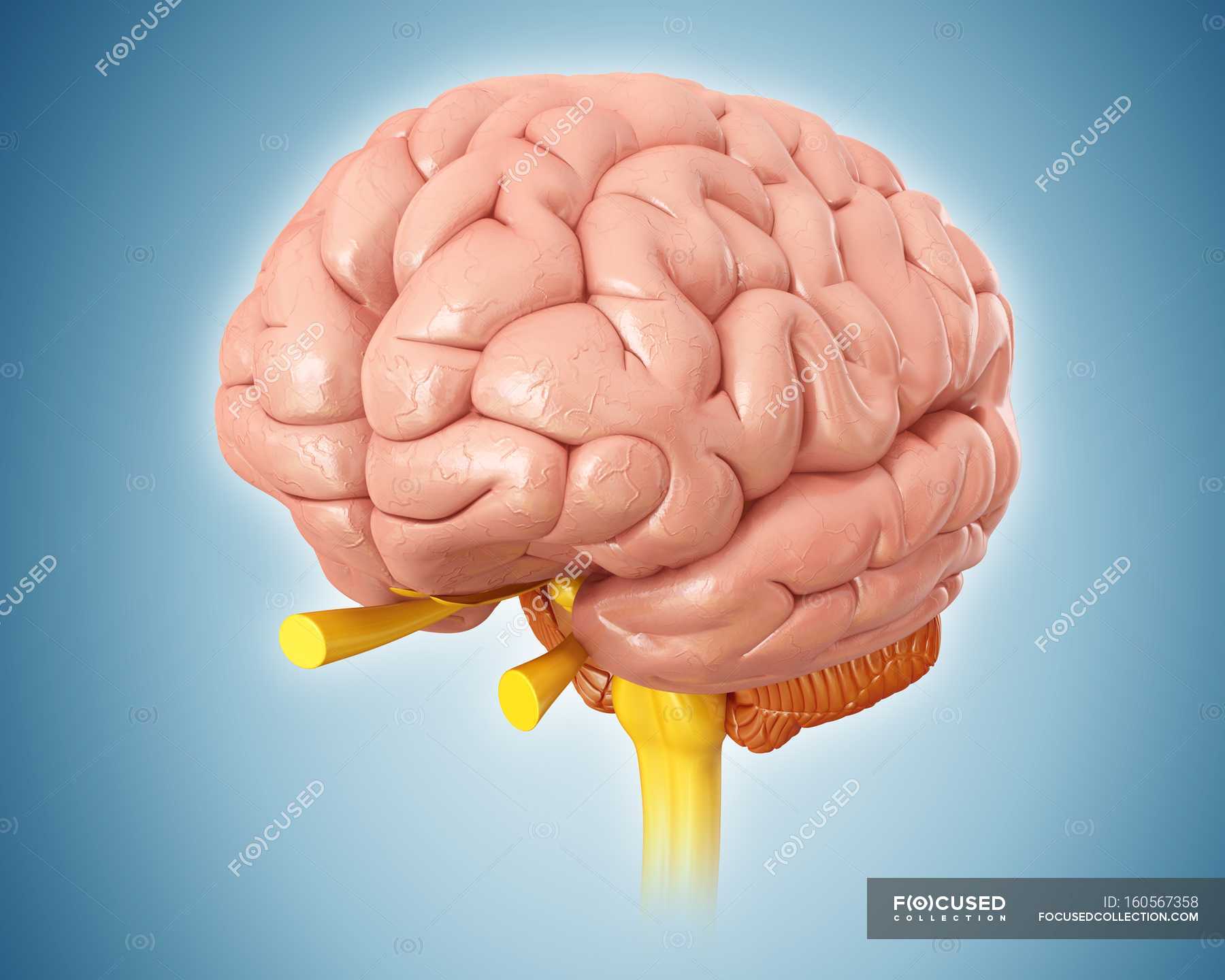 Картинки головного. Органы головного мозга. Головной мозг человека для детей. Внутренний мозг.
