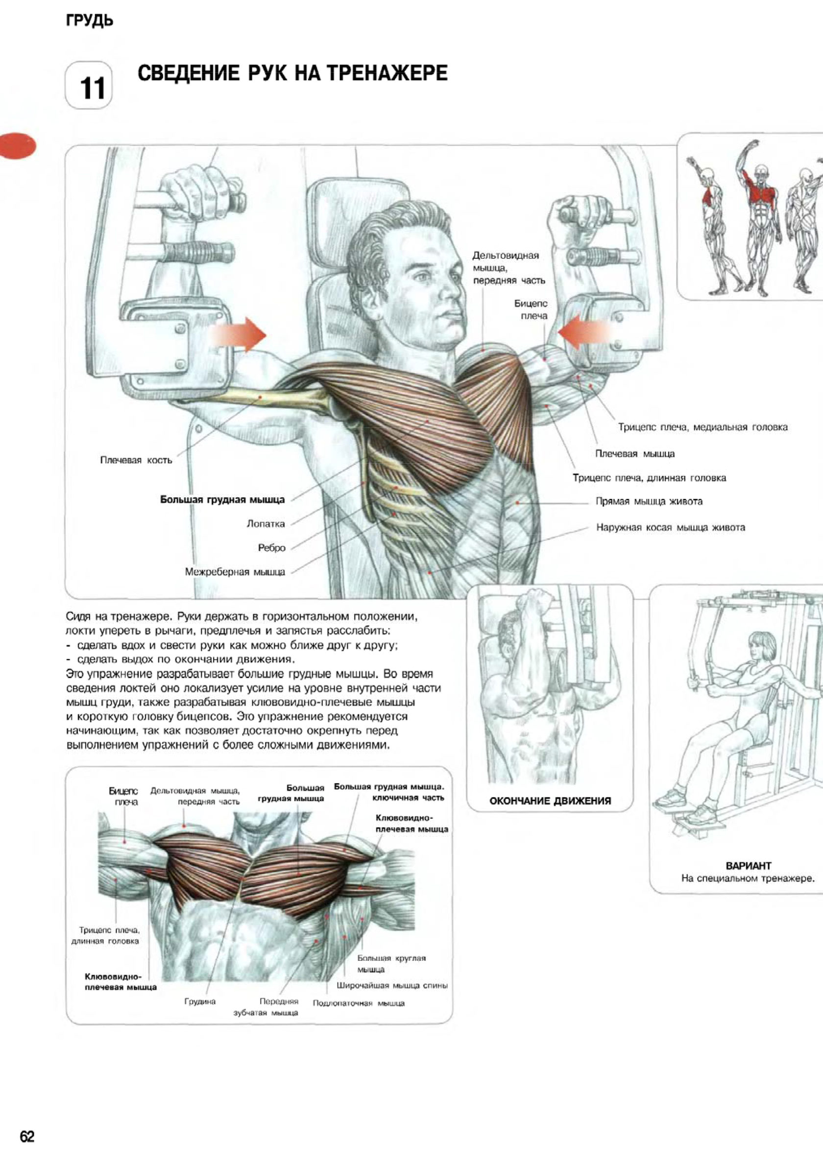 Техника силовые упражнения. Фредерик Делавье анатомия силовых упражнений жим лежа. Тренировки для грудинной мышцы в тренажерном зале. Силовые упражнения на грудь для мужчин. Схема упражнений на силовом тренажере.