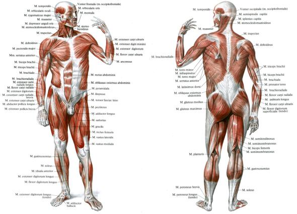 Мышцы человека фото с названиями