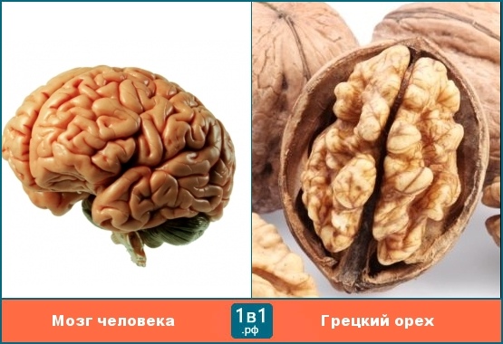 Грецкий орех и мозг картинка