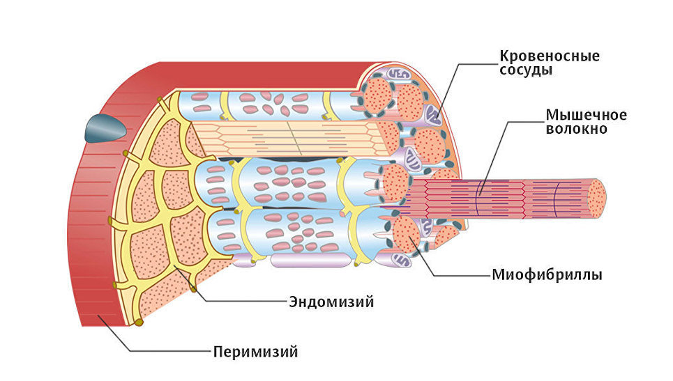 Как выглядит молочная кислота в мышцах фото