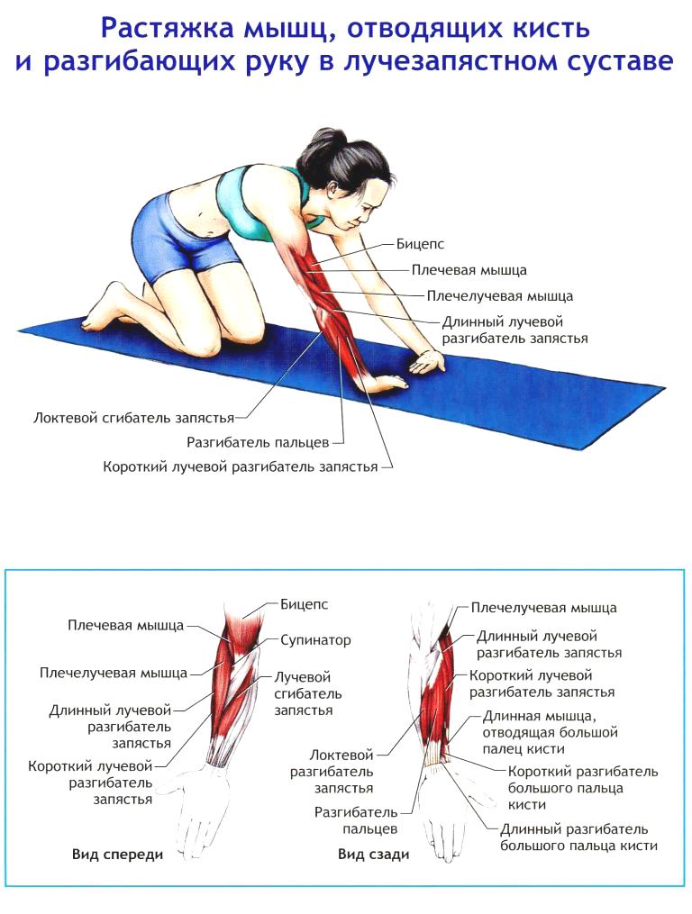 Растянутая мышца. Растяжка мышц. Растяжка мышц разгибающих руку. Растяжка мыщцн на руке. Как растянуть мышцы рук.