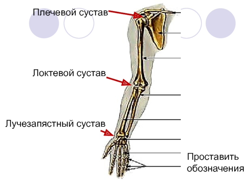 Локтевой сустав схема