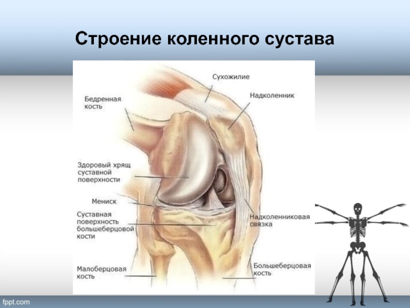 Как устроено колено. Коленный сустав связки и сухожилия анатомия. Анатомия костей коленного сустава. Строение коленного сустава человека анатомия. Строение колена человека с описанием и схемами.