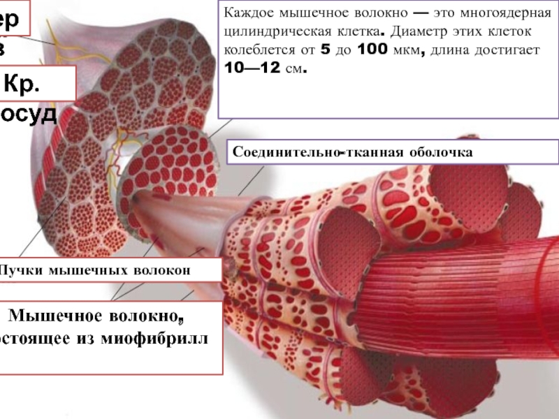 Многоядерная ткань