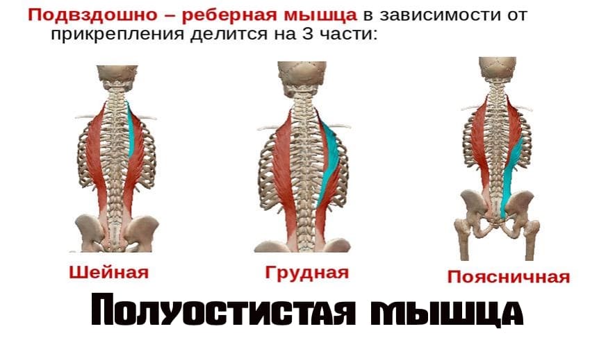 Продольная мышца спины анатомия