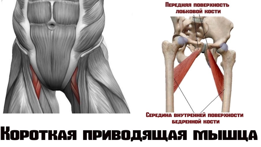 Приводящие мышцы бедра функции