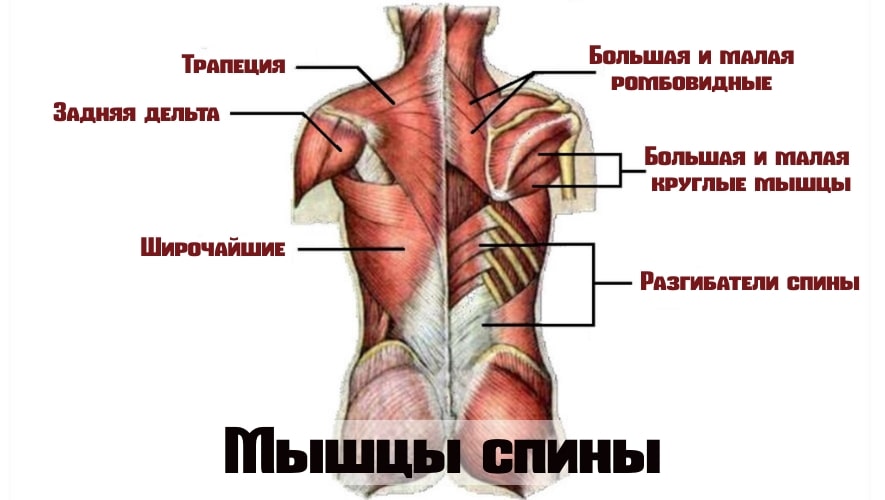 Анатомия мышц спины 