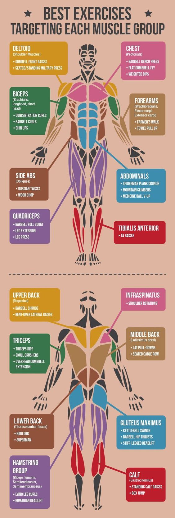 Best Exercises For Each Muscle Group