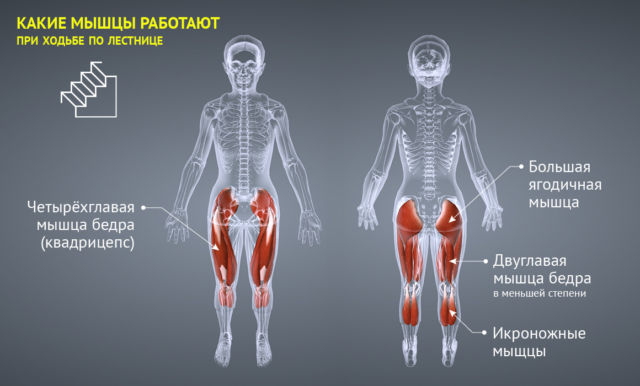 степпер какие мышцы работают