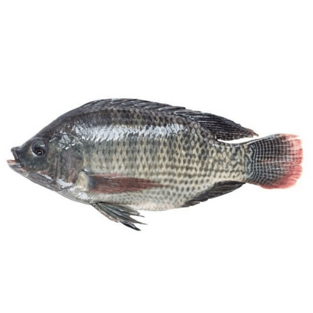 тилапия рыба фото