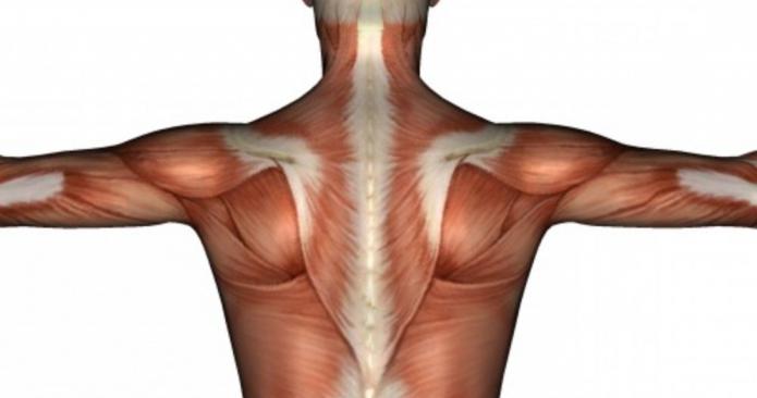 мышцы шеи и плечевого пояса