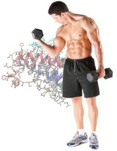 гормоны роста мышц в аптеке