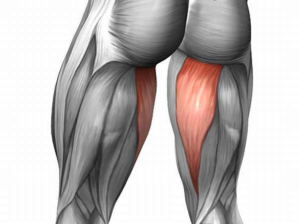 Задние мышцы бедра анатомия