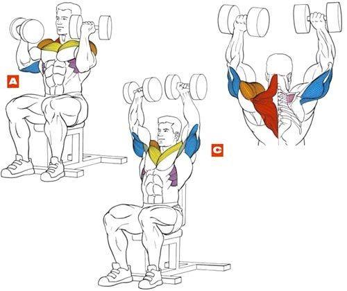 Упражнения для развития плечевого пояса у мужчин. Наиболее эффективные упражнения для тренировки плеч 04