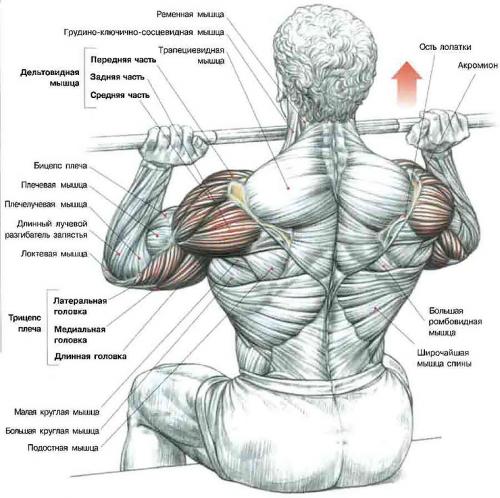Упражнения для развития плечевого пояса у мужчин. Наиболее эффективные упражнения для тренировки плеч