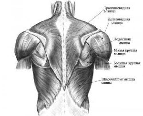 Нижний плечевой пояс. Строение и движения плечевого пояса