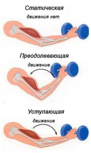 График работа мышц